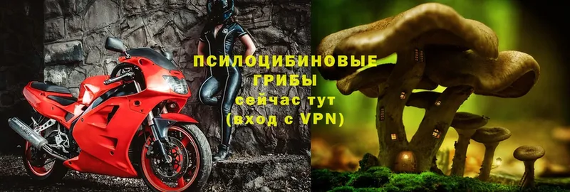 сайты даркнета как зайти  Порхов  Псилоцибиновые грибы Cubensis 